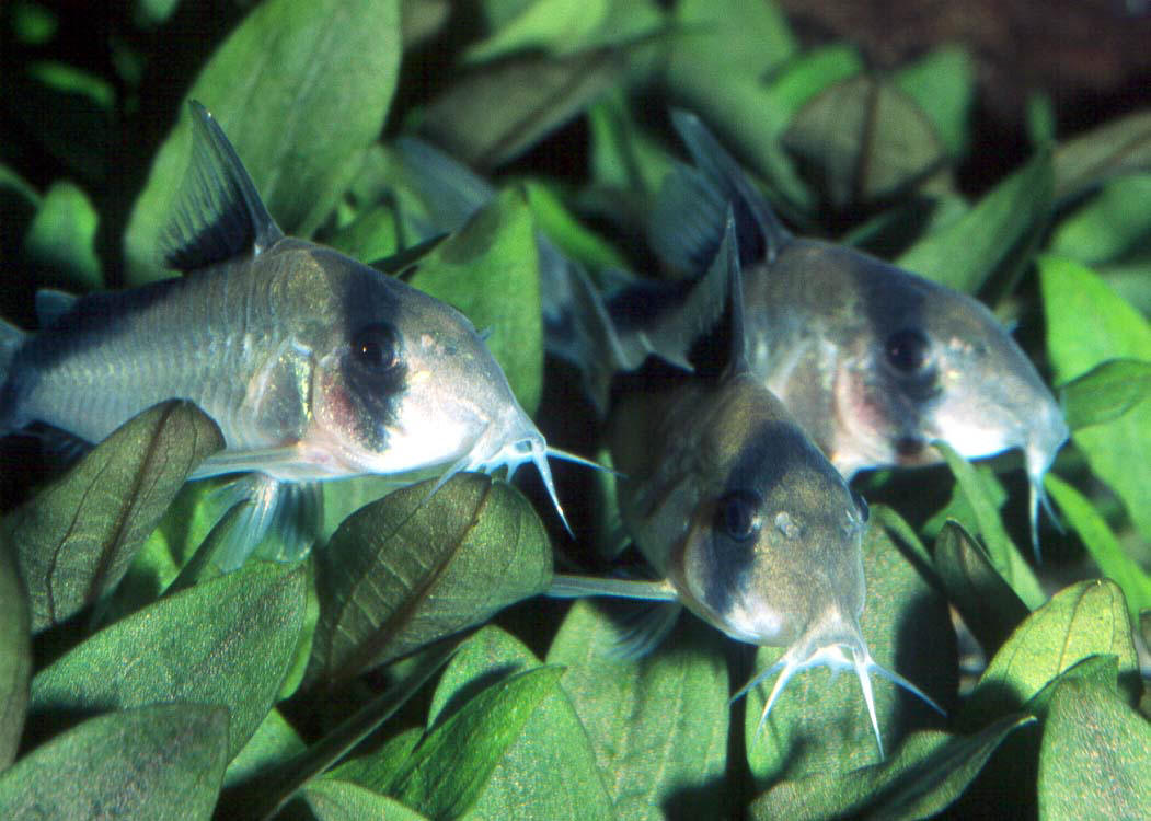 Corydoras metae